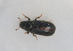 Tomicus piniperda