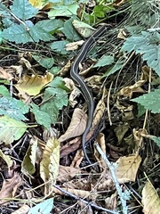 Thamnophis