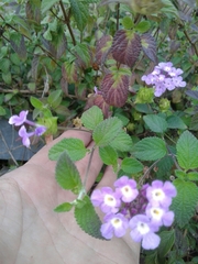 Lantana montevidensis