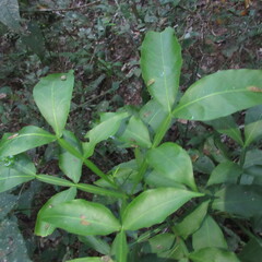 Sapindaceae