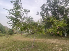 Couepia longipendula