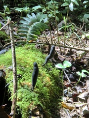 Xylaria longipes