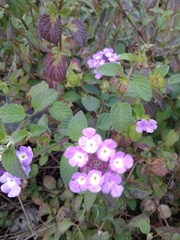 Lantana montevidensis