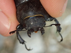 Lucanus cervus