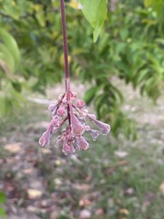 Couepia longipendula