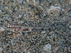 Gobius geniporus