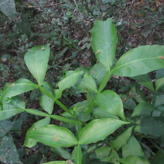 Sapindaceae