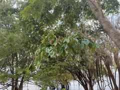 Couepia longipendula