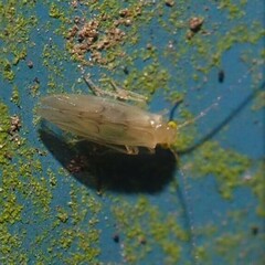 Xanthocaecilius sommermanae