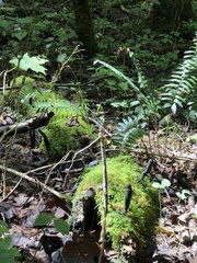 Xylaria longipes