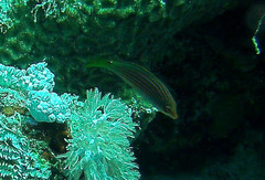 Pseudocheilinus hexataenia