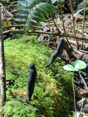 Xylaria longipes