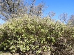 Senegalia bonariensis