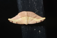 Pyrinia divalis