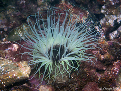 Cerianthus membranaceus