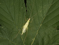 Oecanthus euryelytra