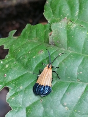 Calopteron