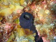 Phallusia fumigata
