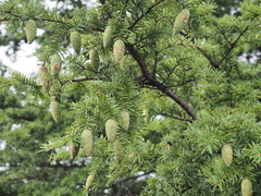 Tsuga caroliniana
