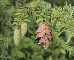Tsuga caroliniana