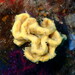 Crumpled Duster Sponge - Photo (c) Sylvain Le Bris, some rights reserved (CC BY-NC), uploaded by Sylvain Le Bris