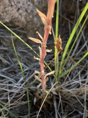 Boechera collinsii