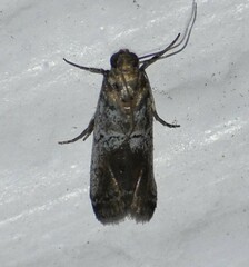 Chararica hystriculella