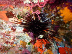 Centrostephanus longispinus