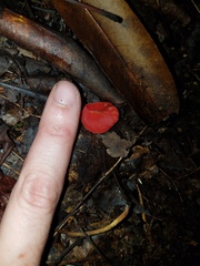 Sarcoscypha occidentalis