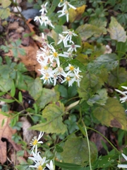 Eurybia divaricata