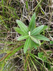 Pterocaulon