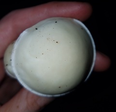 Leccinellum albellum