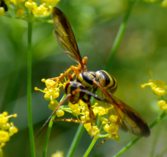 Poecilopompilus interruptus