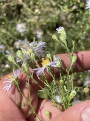 Symphyotrichum ascendens