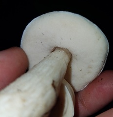 Leccinellum albellum