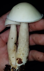 Leccinellum albellum