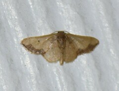 Idaea kendallaria