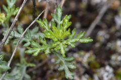 Artemisia michauxiana