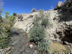 Hedysarum boreale boreale