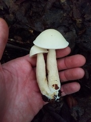 Leccinellum albellum