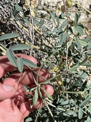 Hedysarum boreale boreale