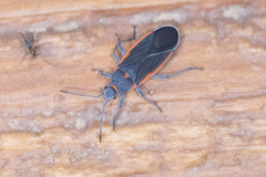 Melacoryphus lateralis