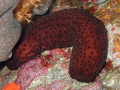 Holothuria sanctori
