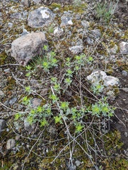 Artemisia michauxiana