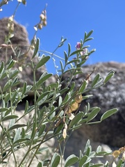 Hedysarum boreale boreale