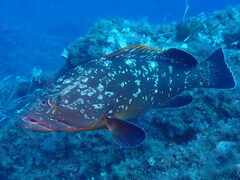 Epinephelus marginatus