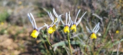 Nemesia cheiranthus