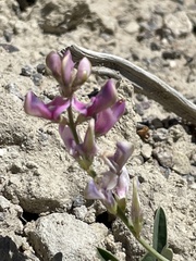 Hedysarum boreale boreale