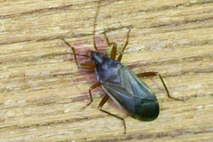 Balboa ampliata