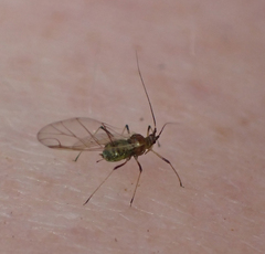 Macrosiphini
